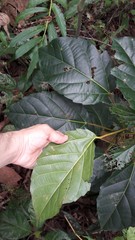 Alchornea latifolia