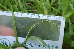 Urochloa subquadripara