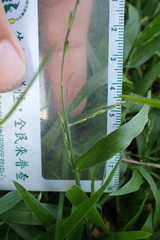 Urochloa subquadripara