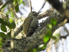 Dryobates spilogaster