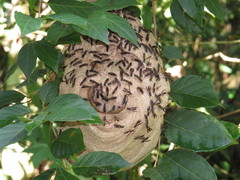 Polybia fastidiosuscula