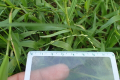 Urochloa subquadripara