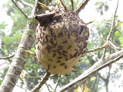 Polybia fastidiosuscula