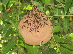 Polybia fastidiosuscula