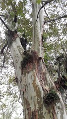 Platanus mexicana