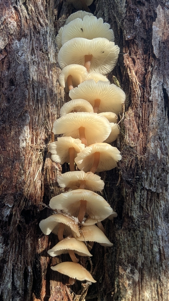 Rhodocollybia eucalyptorum · April 2025 · photo: © a_teitzel (iNaturalist, cc-by)