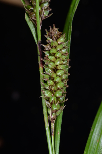 Carex alliiformis iNat (1)