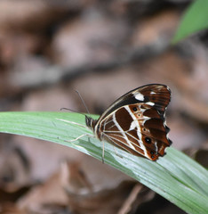 Oxeoschistus tauropolis tauropolis