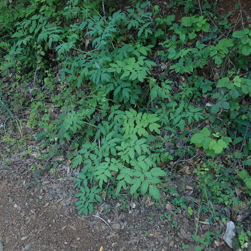 Angelica foliage