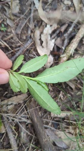 Image of Eremophila debilis by (c) ainsley_isme, some rights reserved (CC BY)