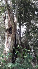 Platanus mexicana