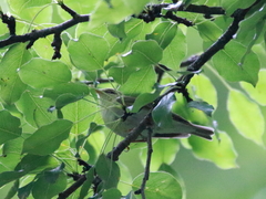 Phylloscopus nitidus