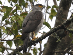 Accipiter bicolor