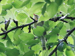 Phylloscopus nitidus
