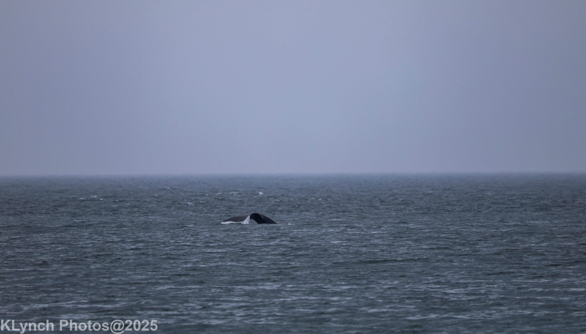 Eubalaena glacialis