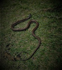 Xenochrophis vittatus