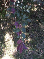 Loropetalum