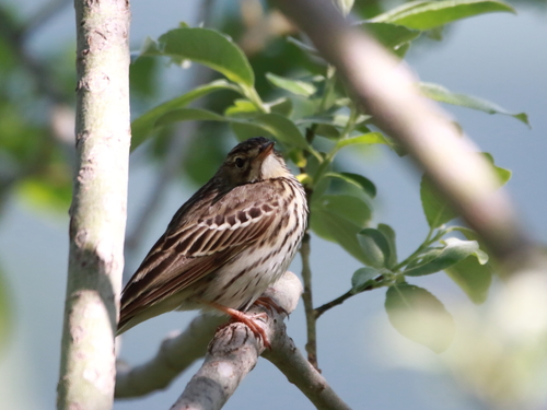 Tree Pipit