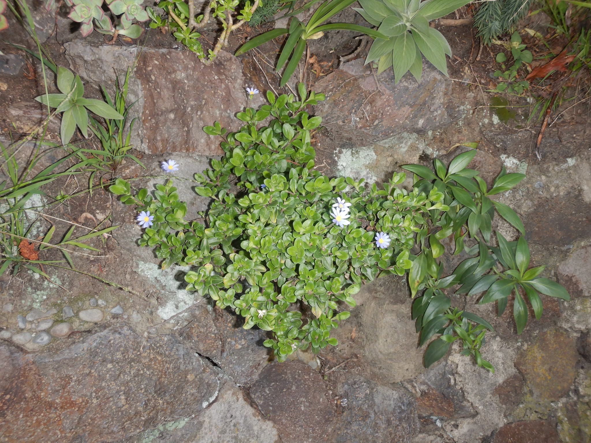 Blue Daisy (Felicia amelloides)