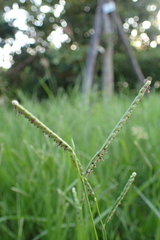 Paspalum orbiculare