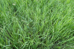 Paspalum orbiculare