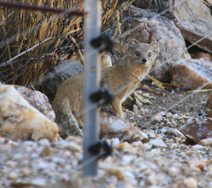 Cynictis penicillata