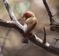 Lagonosticta senegala