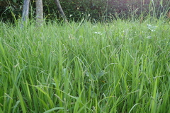 Paspalum orbiculare