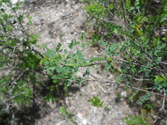 Eysenhardtia texana