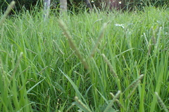 Paspalum orbiculare