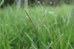 Paspalum orbiculare