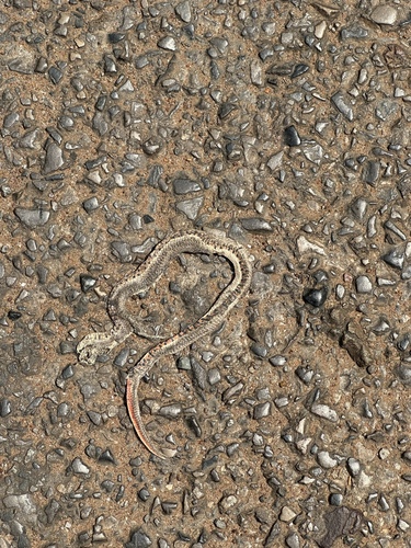 Striped Kukri Snake