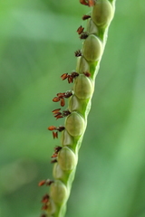 Paspalum orbiculare
