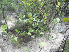 Litsea pringlei