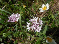 Daphne striata