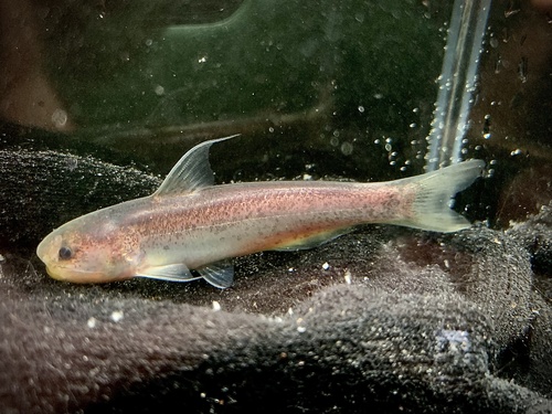 Whale catfish (Cetopsis gobioides) — Cetopsidae