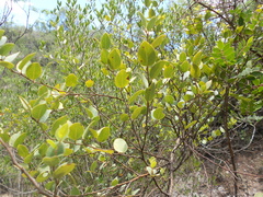 Litsea pringlei