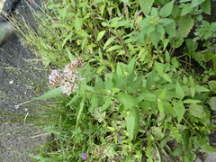 Eupatorium cannabinum