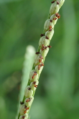 Paspalum orbiculare