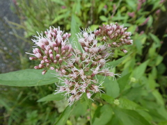 Eupatorium cannabinum