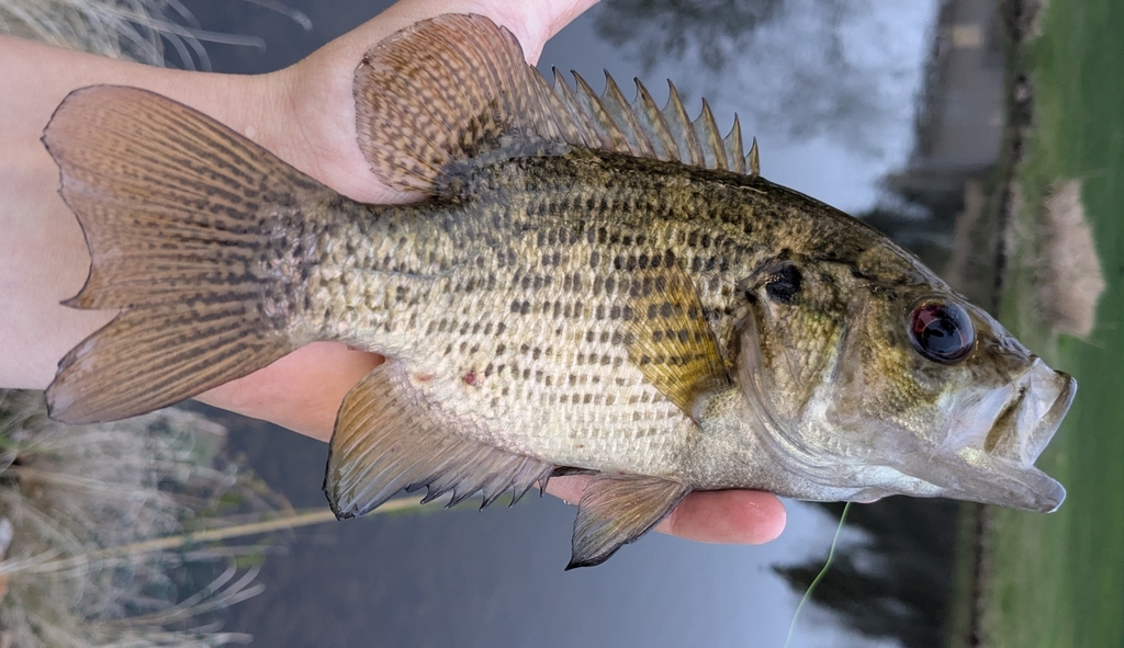 Photo of a Rock Bass
