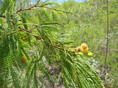 Leucaena greggii