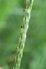 Paspalum orbiculare