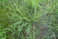 Paspalum orbiculare