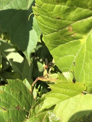 Tritoxa