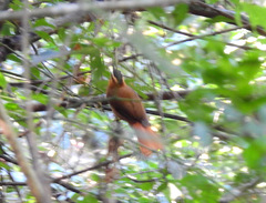Furnariinae