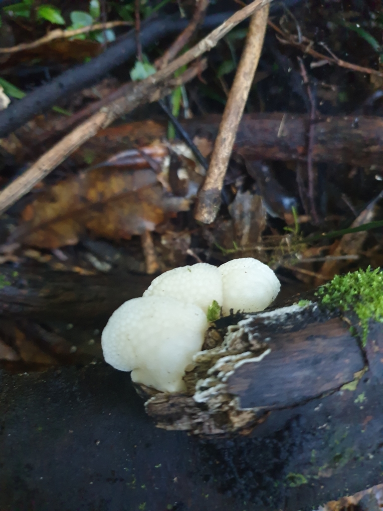 Favolaschia pustulosa · May 2025 · photo: © samlasham (iNaturalist, cc0)