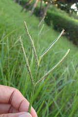 Paspalum orbiculare