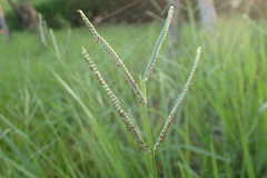 Paspalum orbiculare