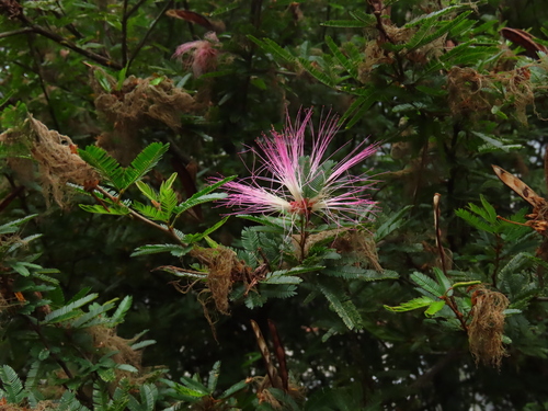 Foto de Caliandra